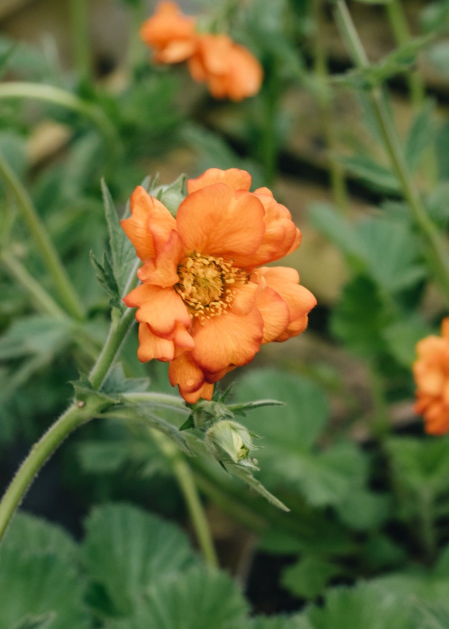 Plants Geum Pollinator Garden | Geum Princess Juliana