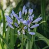 Plants Agapanthus Prairie Garden | Agapanthus Pitchoune Blue