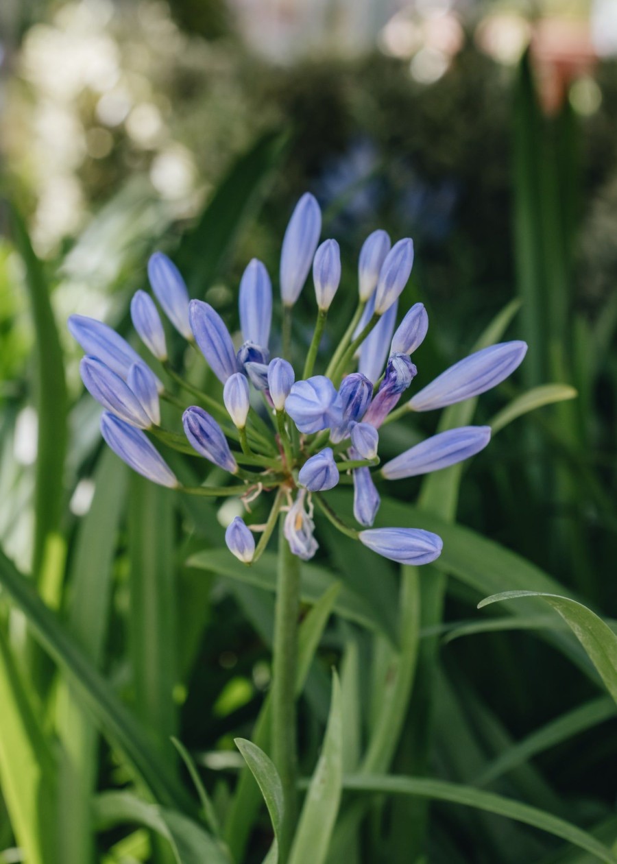 Plants Agapanthus Prairie Garden | Agapanthus Pitchoune Blue