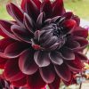 Plants Taylors Bulbs Dahlia Tubers | Dahlia 'Sam Hopkins' Tubers