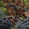 Plants Oriopgon Prairie Garden | Ophiopogon Nigrescens