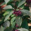 Plants Callicarpa Cottage Garden | Callicarpa Profusion 3L