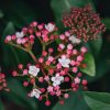 Plants Viburnum Cottage Garden | Viburnum Tinus Gwenllian Agm