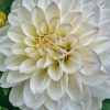 Plants Taylors Bulbs Dahlia Tubers | Dahlia 'Free Thought' Tubers