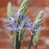 Plants Camassia Cottage Garden | Camassia Leichtlinii Caerulea