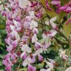 Plants Wisteria Pollinator Garden | Wisteria Brachybotrys Schowa-Beni