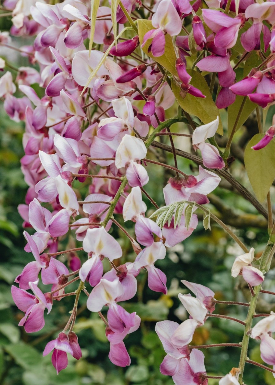 Plants Wisteria Pollinator Garden | Wisteria Brachybotrys Schowa-Beni