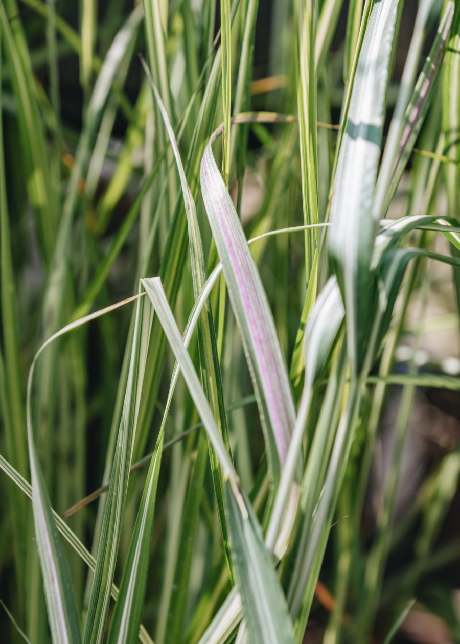 Plants Calamagrostis Prairie Garden | Calamagrostis Avalanche