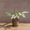 Interiors Houseplants Houseplants & Pots | Philodendron Florida Ghost