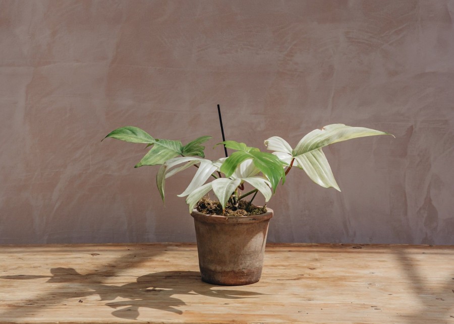 Interiors Houseplants Houseplants & Pots | Philodendron Florida Ghost