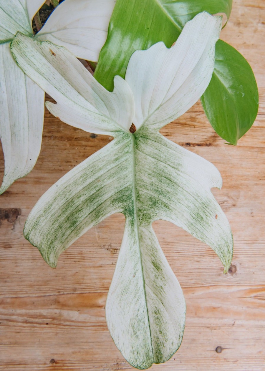 Interiors Houseplants Houseplants & Pots | Philodendron Florida Ghost