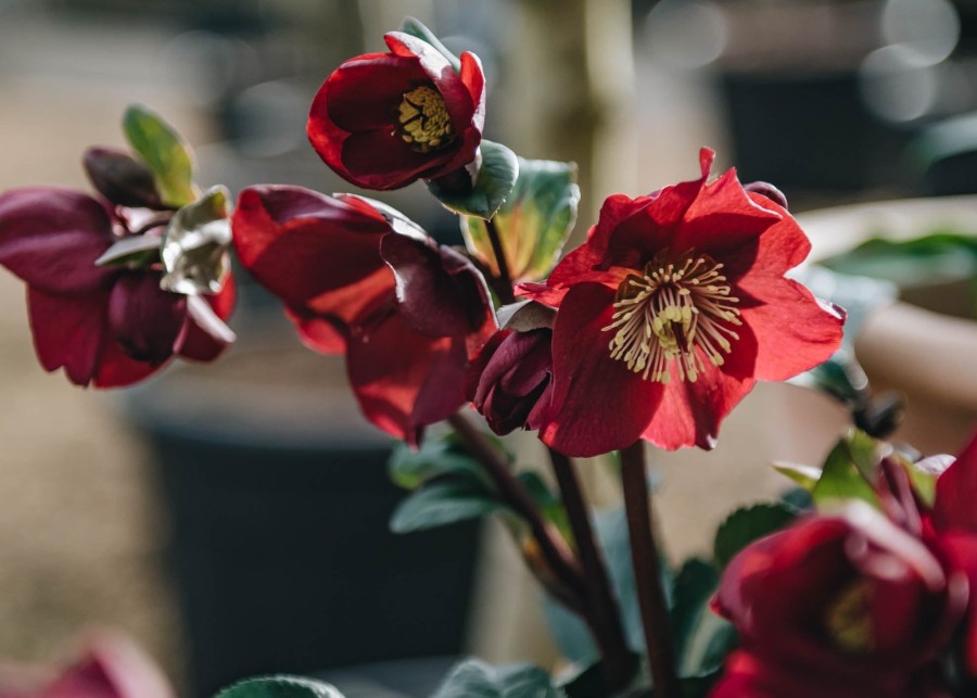 Plants Hellebore Pollinator Garden | Helleborus Anna'S Red