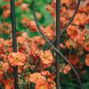 Plants Geum Pollinator Garden | Geum Scarlet Tempest