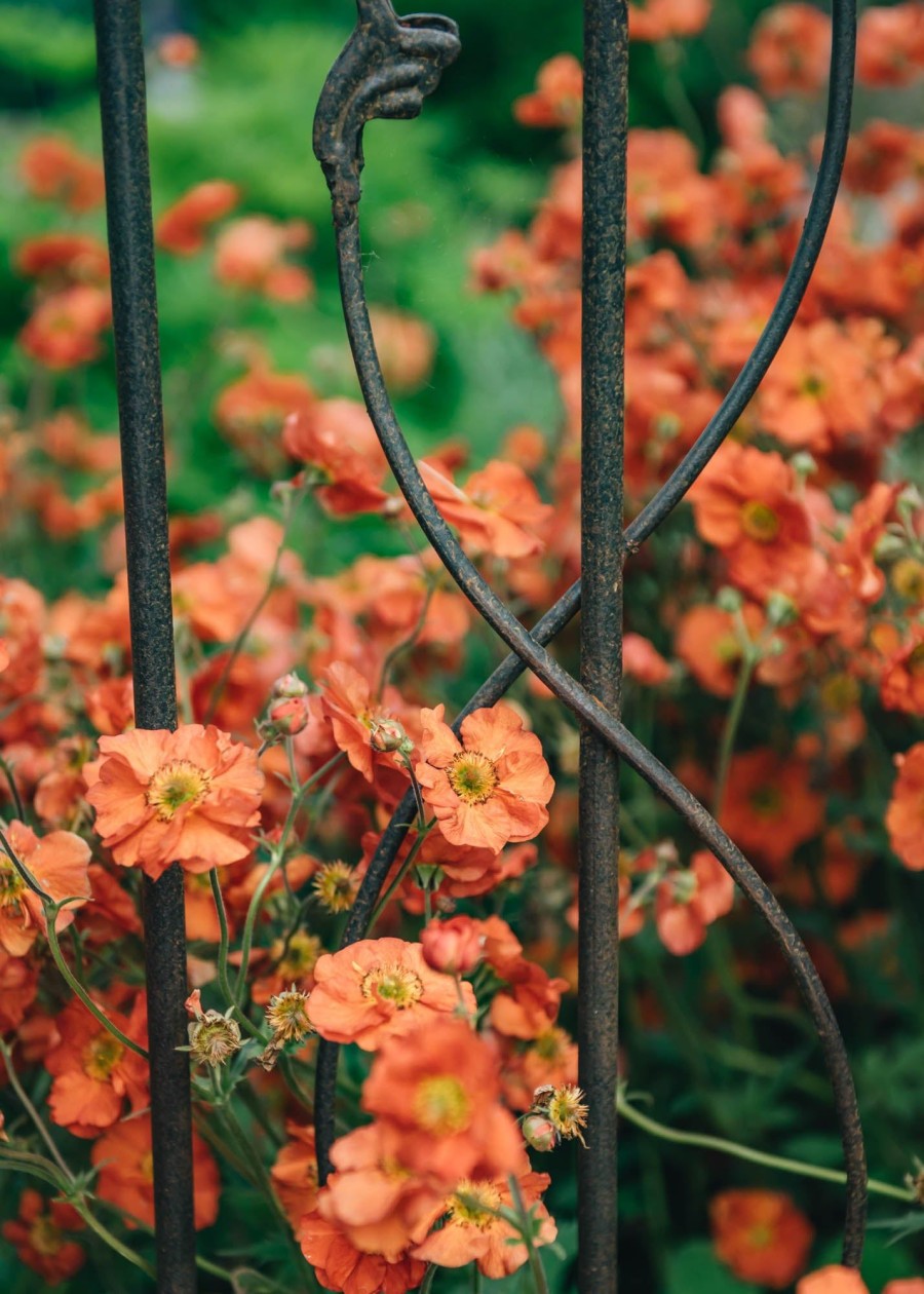 Plants Geum Pollinator Garden | Geum Scarlet Tempest