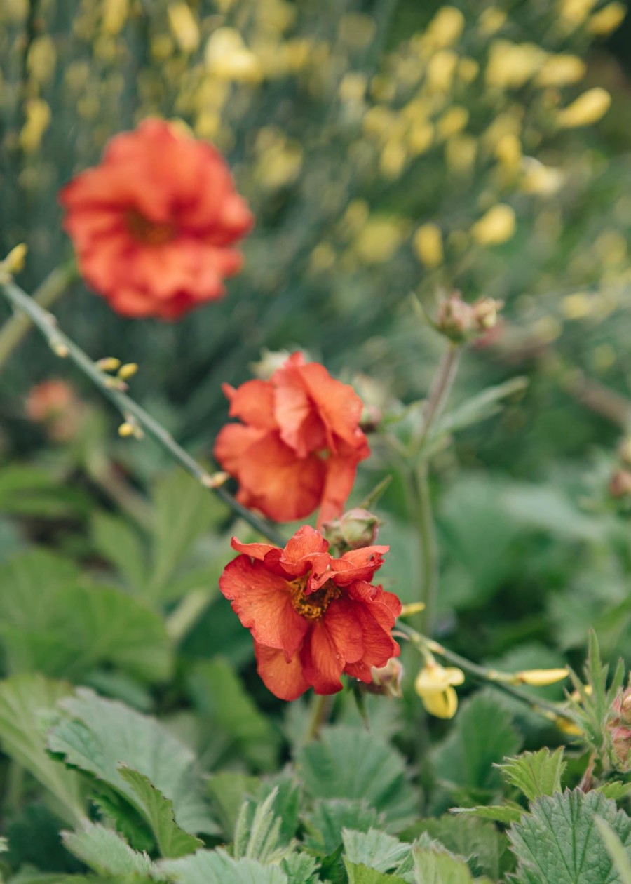 Plants Geum Pollinator Garden | Geum Scarlet Tempest