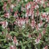 Plants Tiarella Cottage Garden | Tiarella Raspberry Sundae