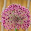 Plants Allium Pollinator Garden | Allium Red Giant