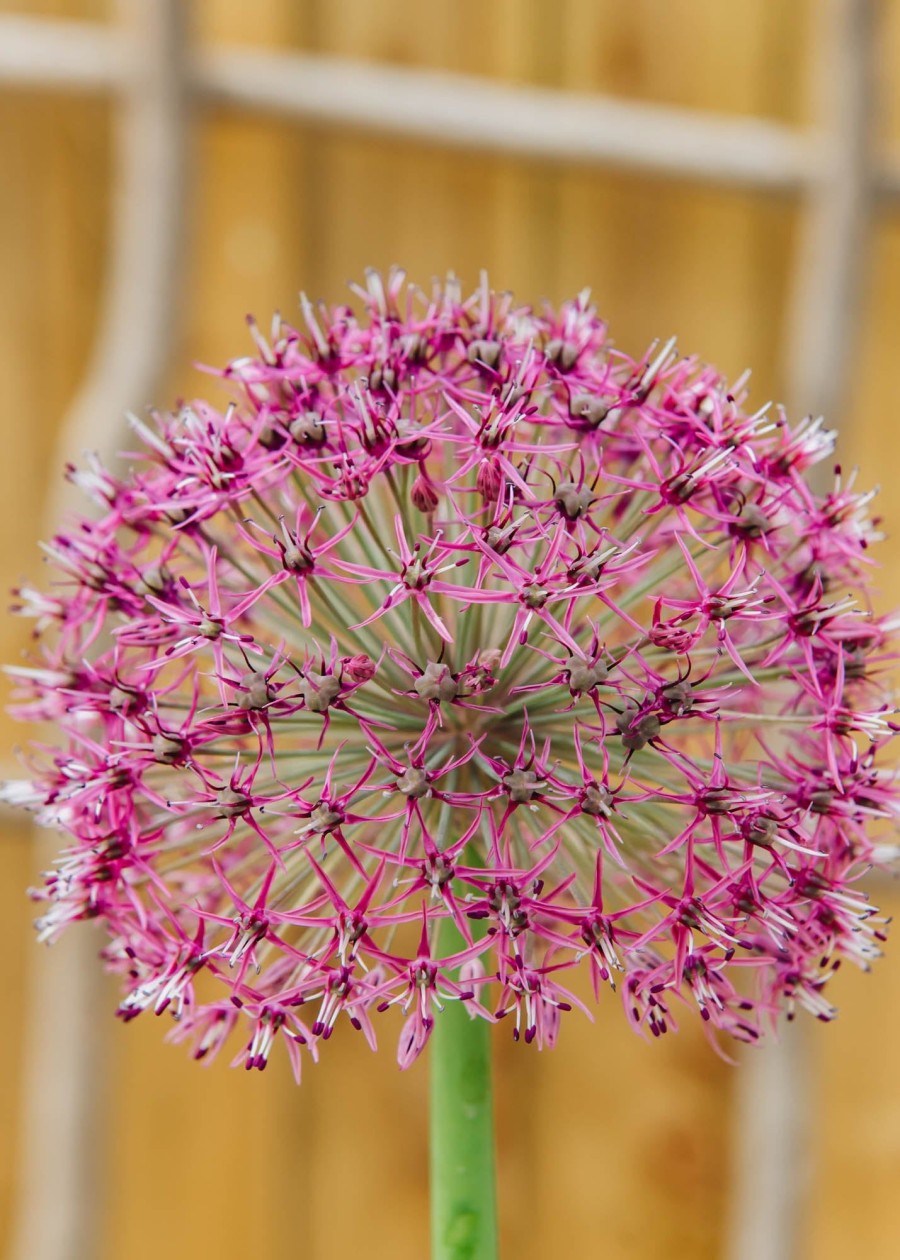 Plants Allium Pollinator Garden | Allium Red Giant