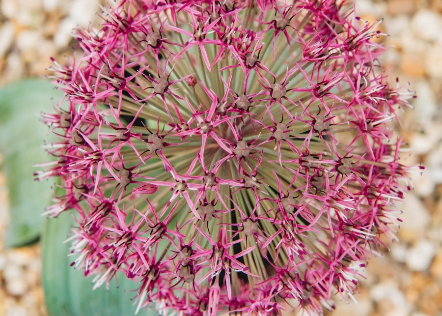 Plants Allium Pollinator Garden | Allium Red Giant