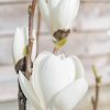 Plants Magnolia Cottage Garden | Magnolia Manchu Fan