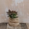 Plants Cryptomeria Cottage Garden | Cryptomeria Japonica Mushroom 3L