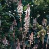 Plants Tiarella Cottage Garden | Tiarella Pink Skyrocket | Burford Garden Co.