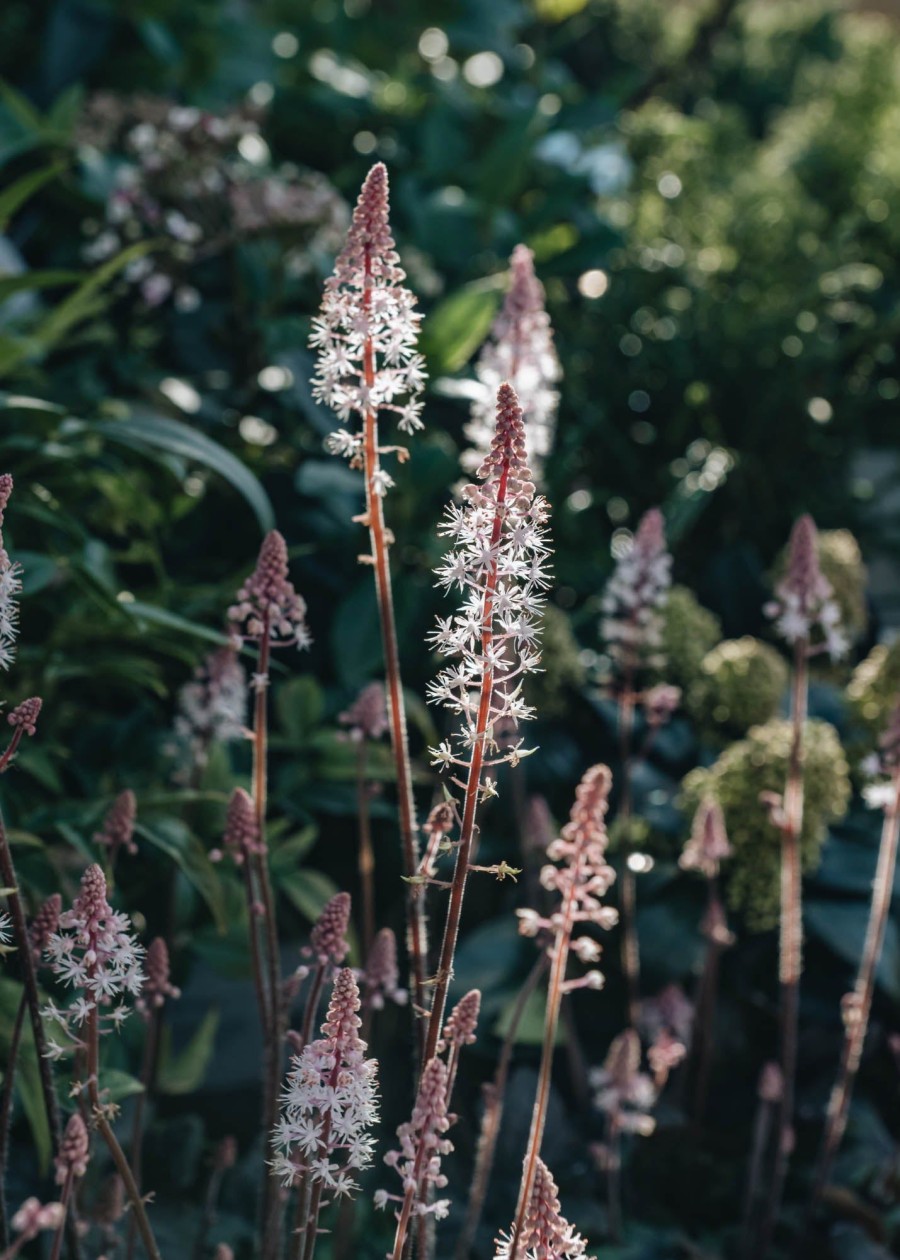 Plants Tiarella Cottage Garden | Tiarella Pink Skyrocket | Burford Garden Co.