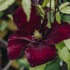 Plants Clematis Cottage Garden | Clematis Niobe