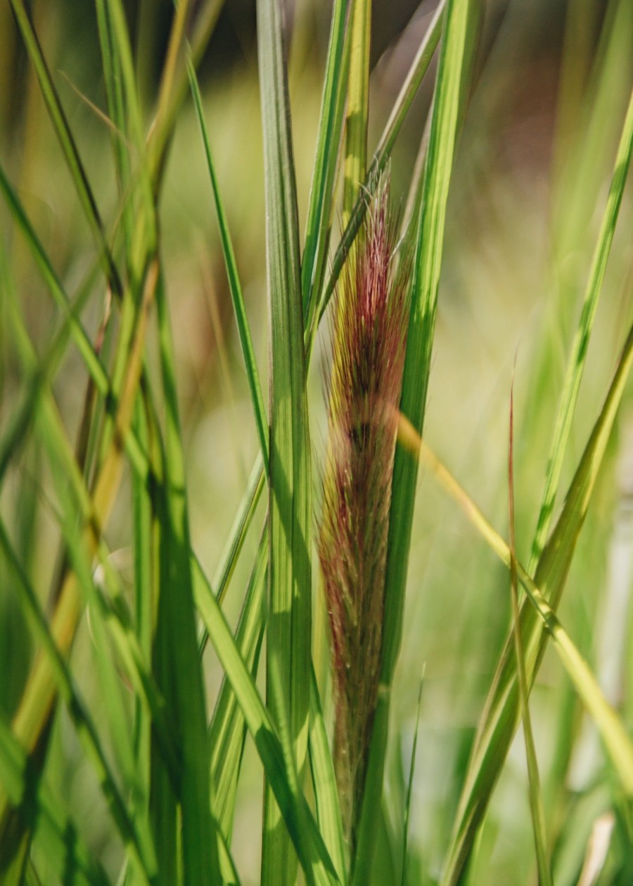 Plants Pennisetum Prairie Garden | Buy Pennisetum Red Head Agm