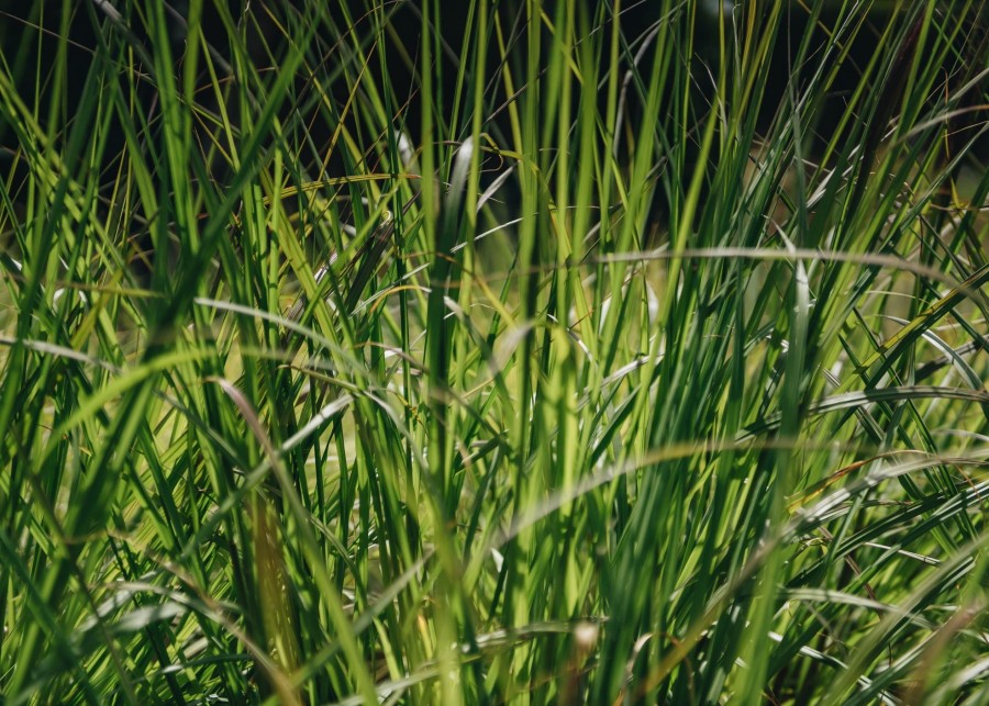 Plants Pennisetum Prairie Garden | Buy Pennisetum Red Head Agm