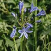 Plants Agapanthus Prairie Garden | Agapanthus Lapis Lazuli