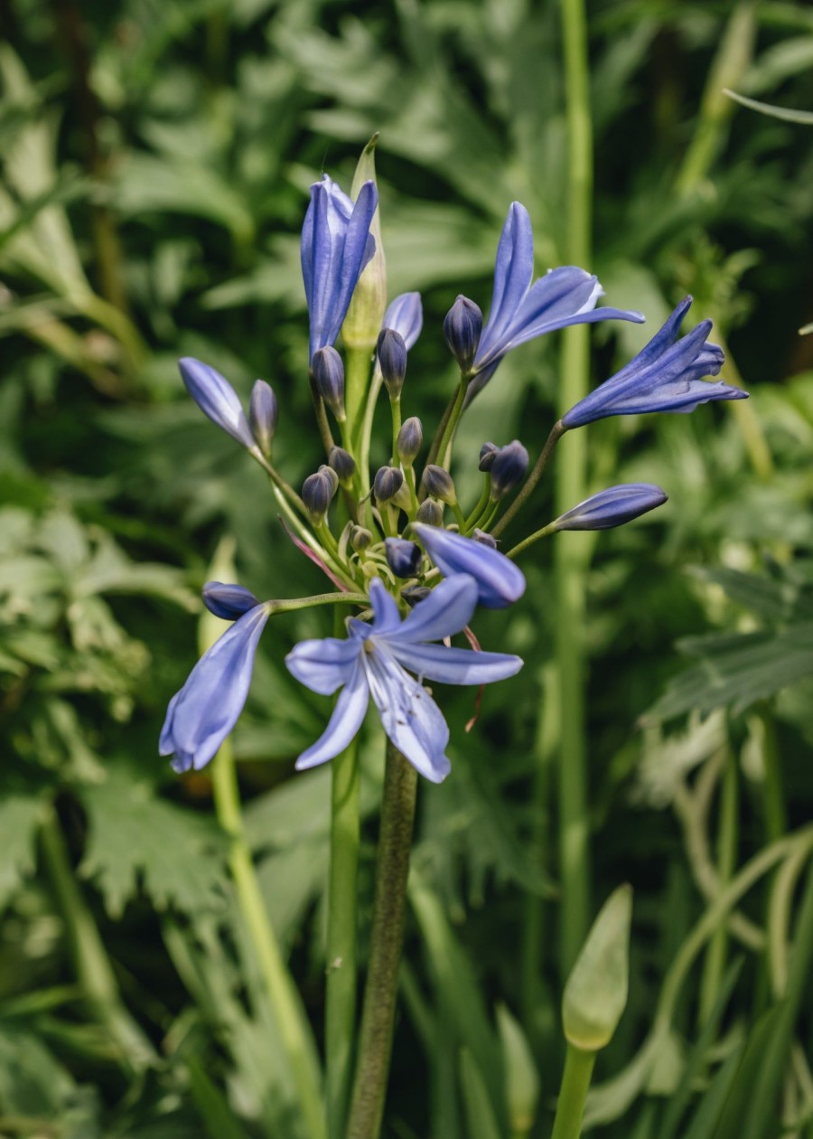 Plants Agapanthus Prairie Garden | Agapanthus Lapis Lazuli