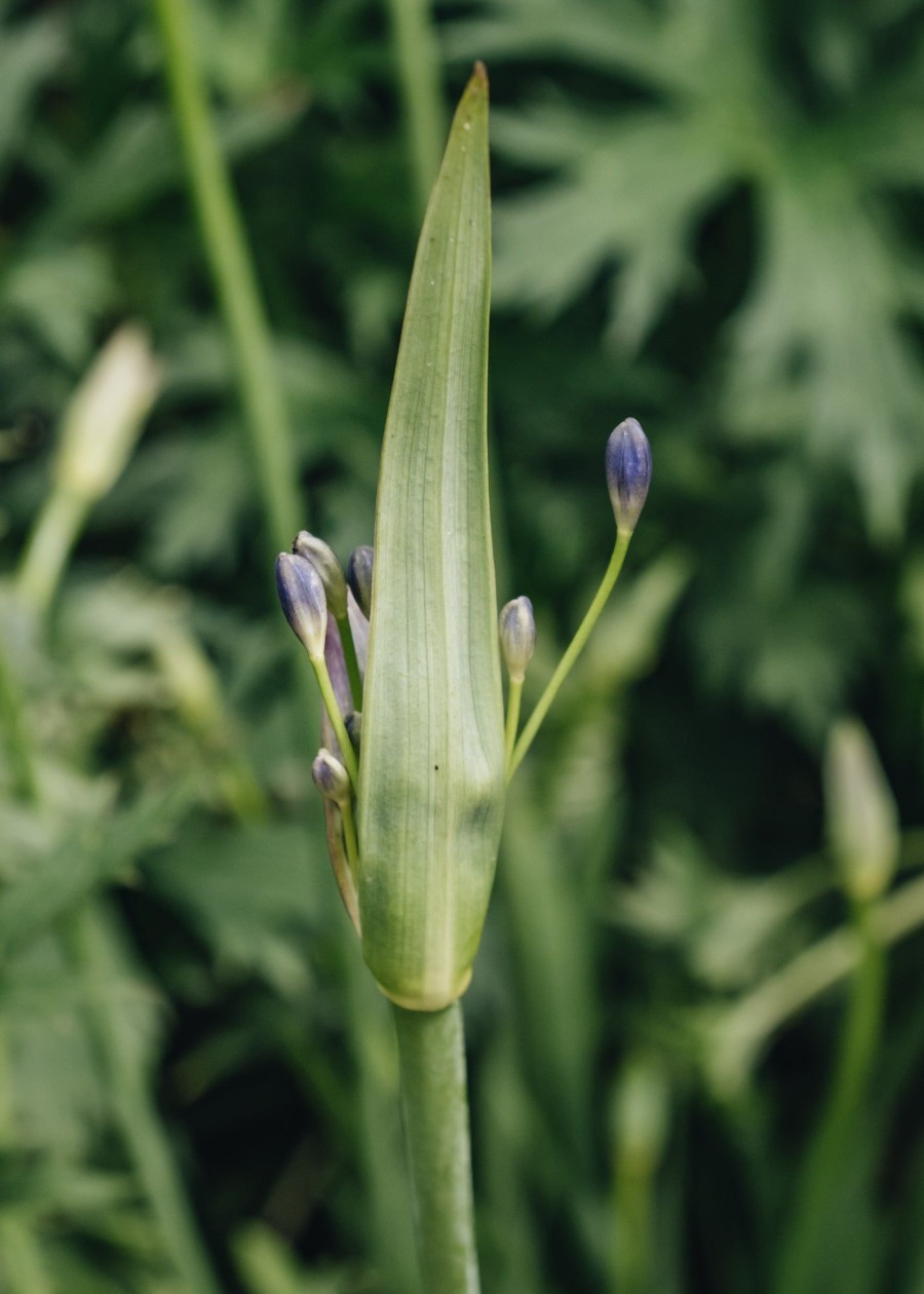 Plants Agapanthus Prairie Garden | Agapanthus Lapis Lazuli