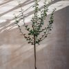 Plants Quince Kitchen Garden | Buy Quince Serbian Gold