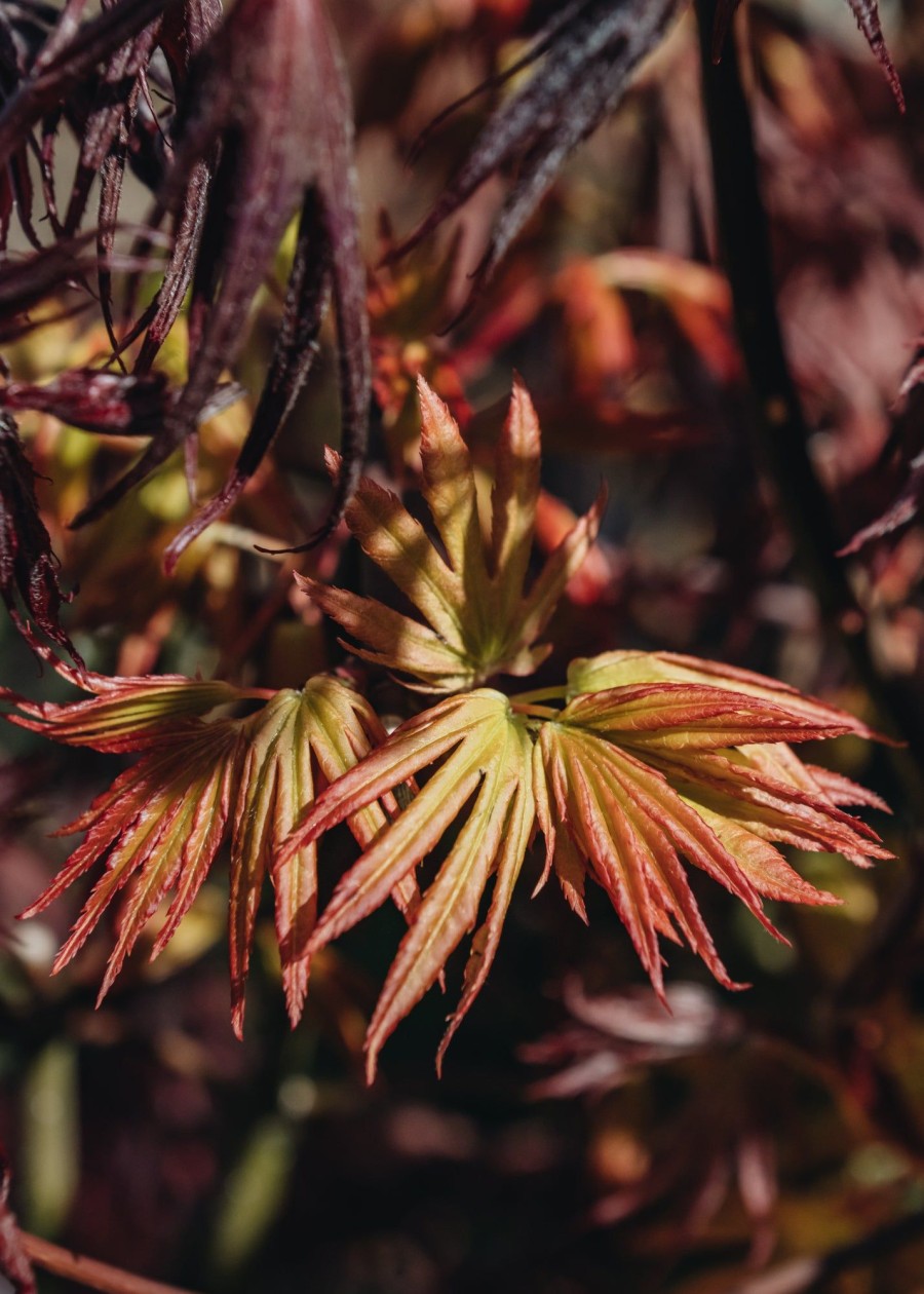 Plants Acer Trees & Shrubs | Acer Palmatum Cascade Citrine