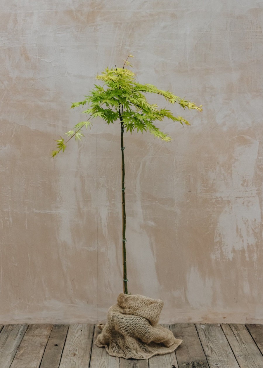 Plants Acer Trees & Shrubs | Acer Palmatum Cascade Citrine