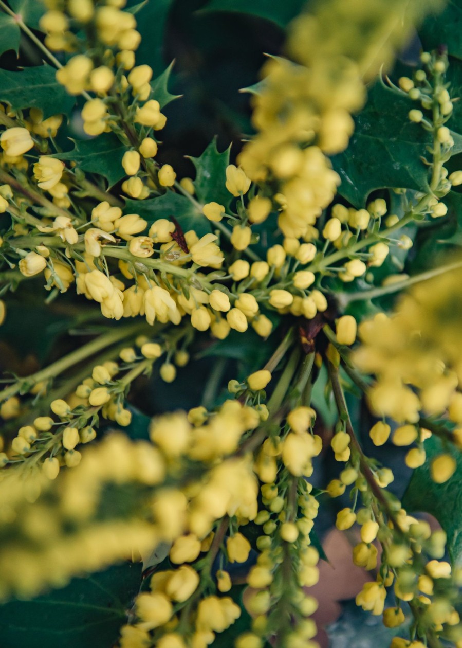 Plants Mahonia Cottage Garden | Mahonia X Media Winter Sun Agm