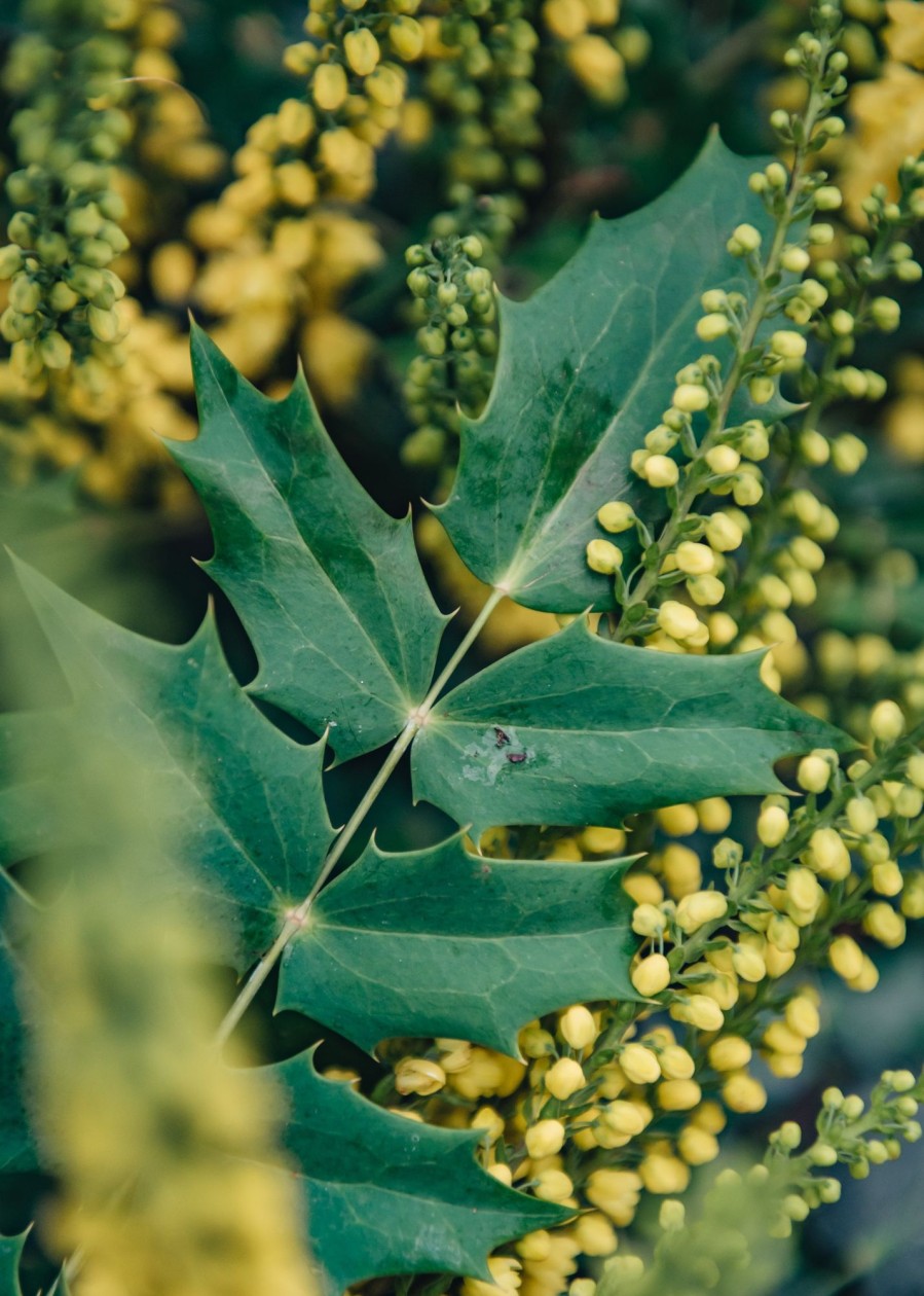 Plants Mahonia Cottage Garden | Mahonia X Media Winter Sun Agm