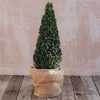 Plants Taxus Cottage Garden | Taxus Baccata Clipped Cone