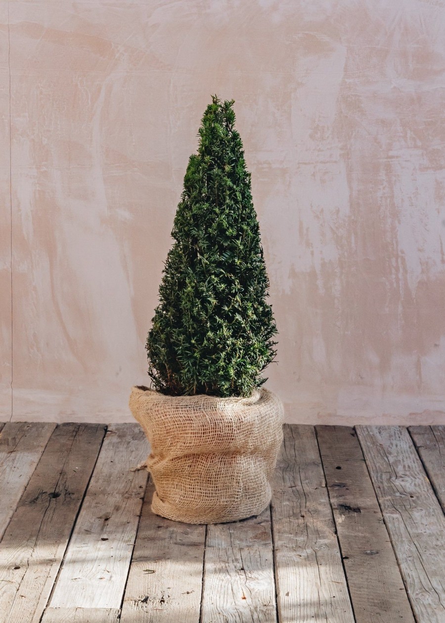 Plants Taxus Cottage Garden | Taxus Baccata Clipped Cone