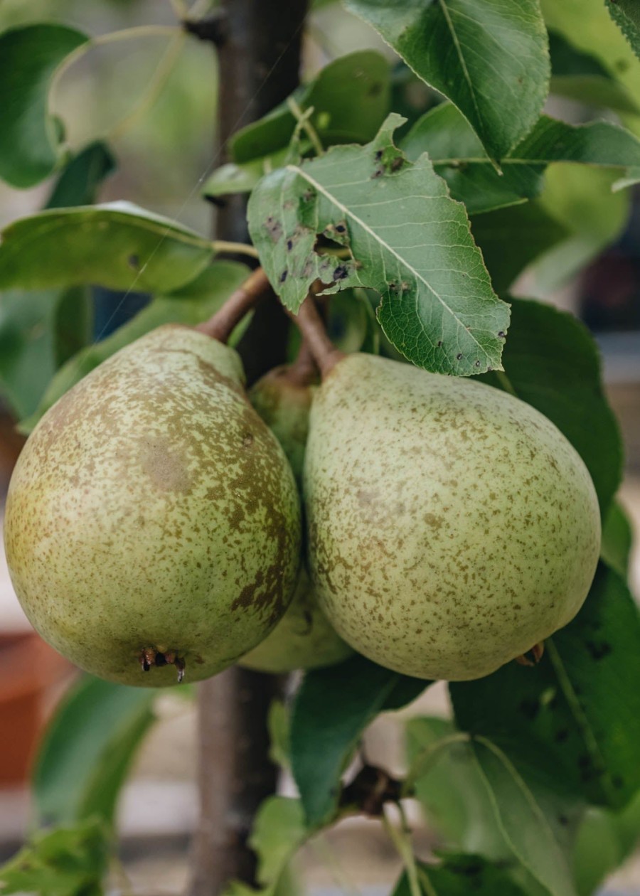 Plants Pear Kitchen Garden | Pyrus Communis Beth Bush (Pear) 12L