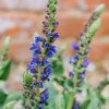 Plants Salvia Pollinator Garden | Salvia Nemorosa April Night