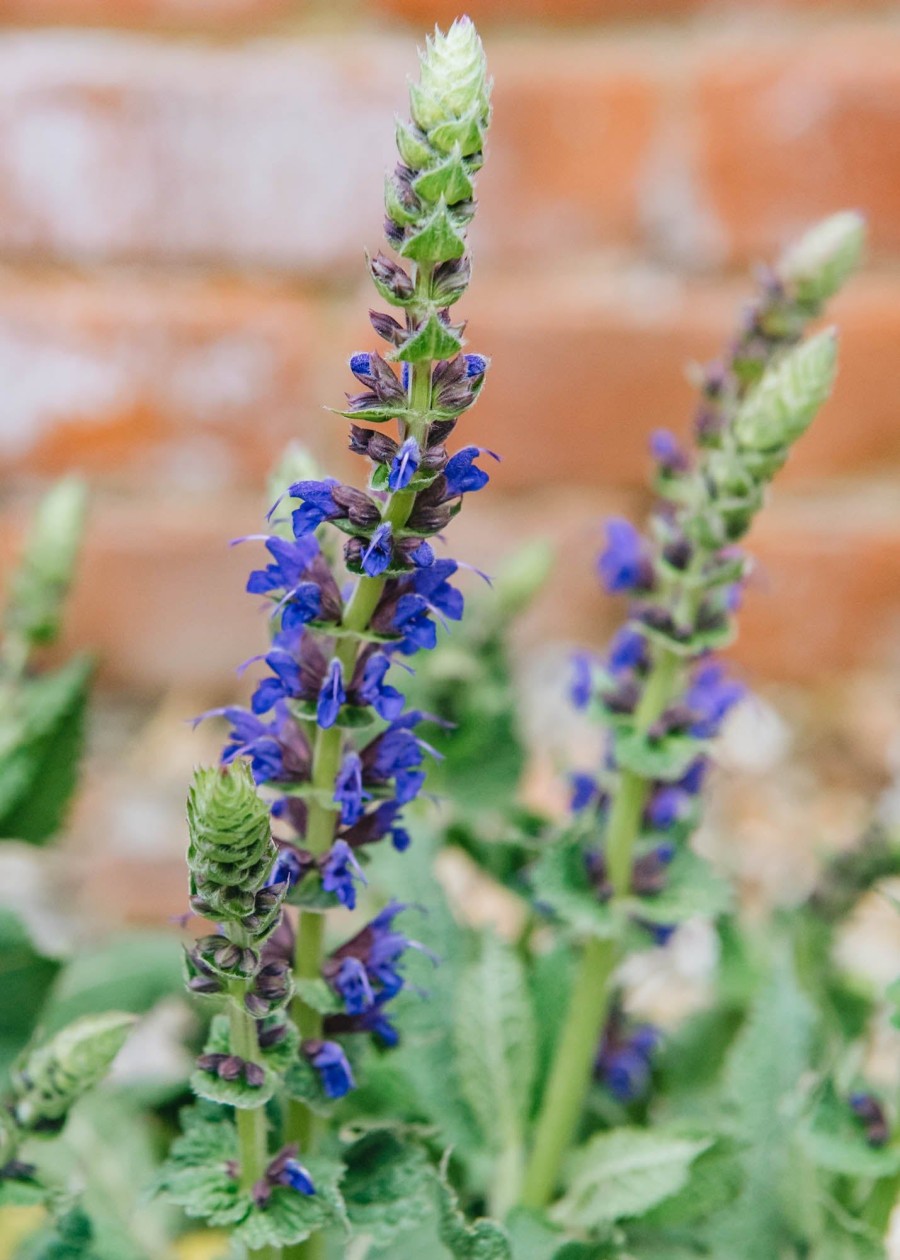 Plants Salvia Pollinator Garden | Salvia Nemorosa April Night