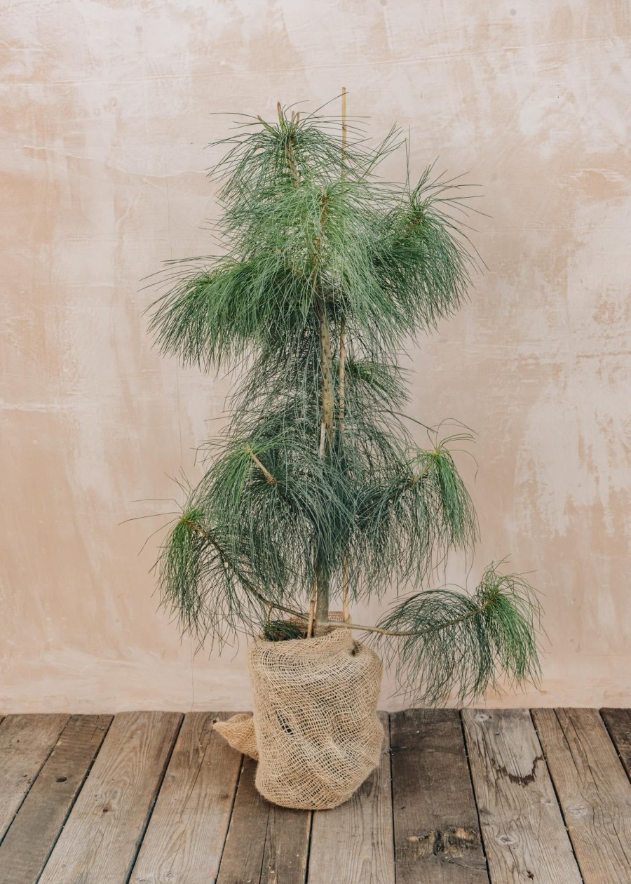 Plants Pinus Winter Garden | Pinus Wallichiana 7L