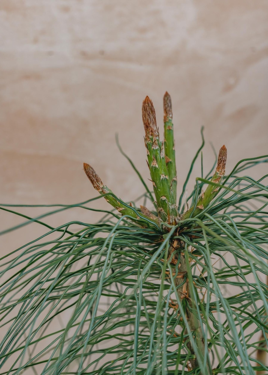 Plants Pinus Winter Garden | Pinus Wallichiana 7L