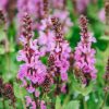 Plants Salvia Pollinator Garden | Salvia Nemorosa Rose Marvel