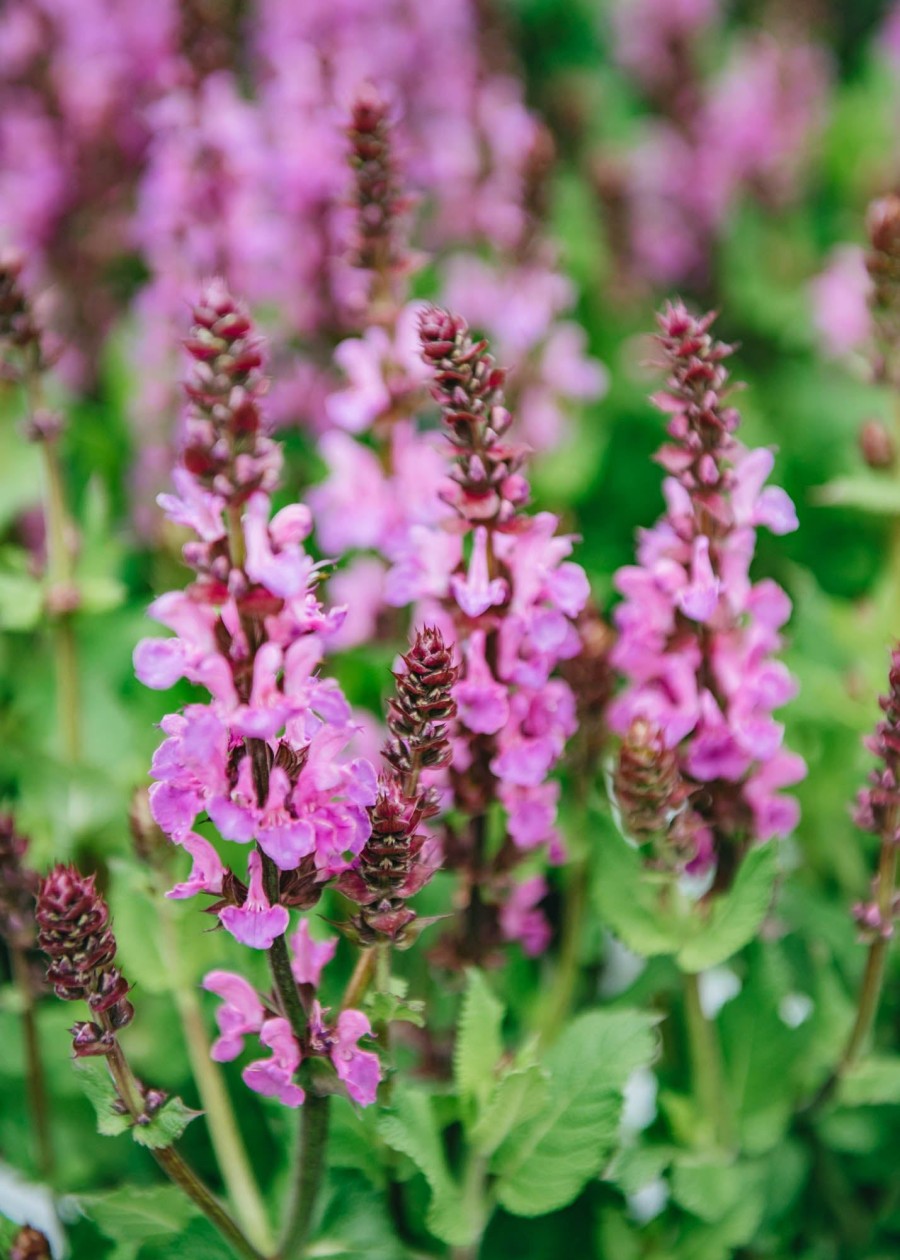 Plants Salvia Pollinator Garden | Salvia Nemorosa Rose Marvel