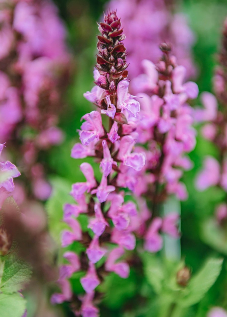 Plants Salvia Pollinator Garden | Salvia Nemorosa Rose Marvel