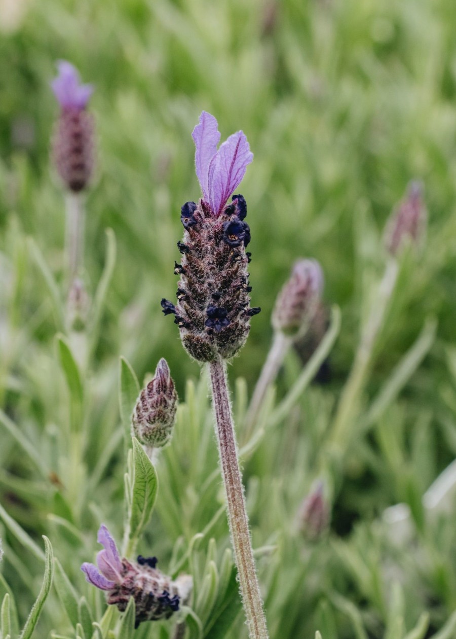 Plants Lavender Pollinator Garden | Lavandula Stoechas Fathead