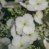 Plants Hydrangea Cottage Garden | Hydrangea Runaway Bride